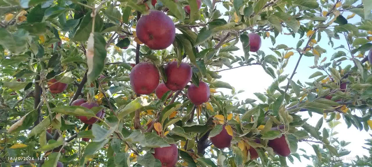 سیب|خوردنی و آشامیدنی|مشهد, فدک|دیوار