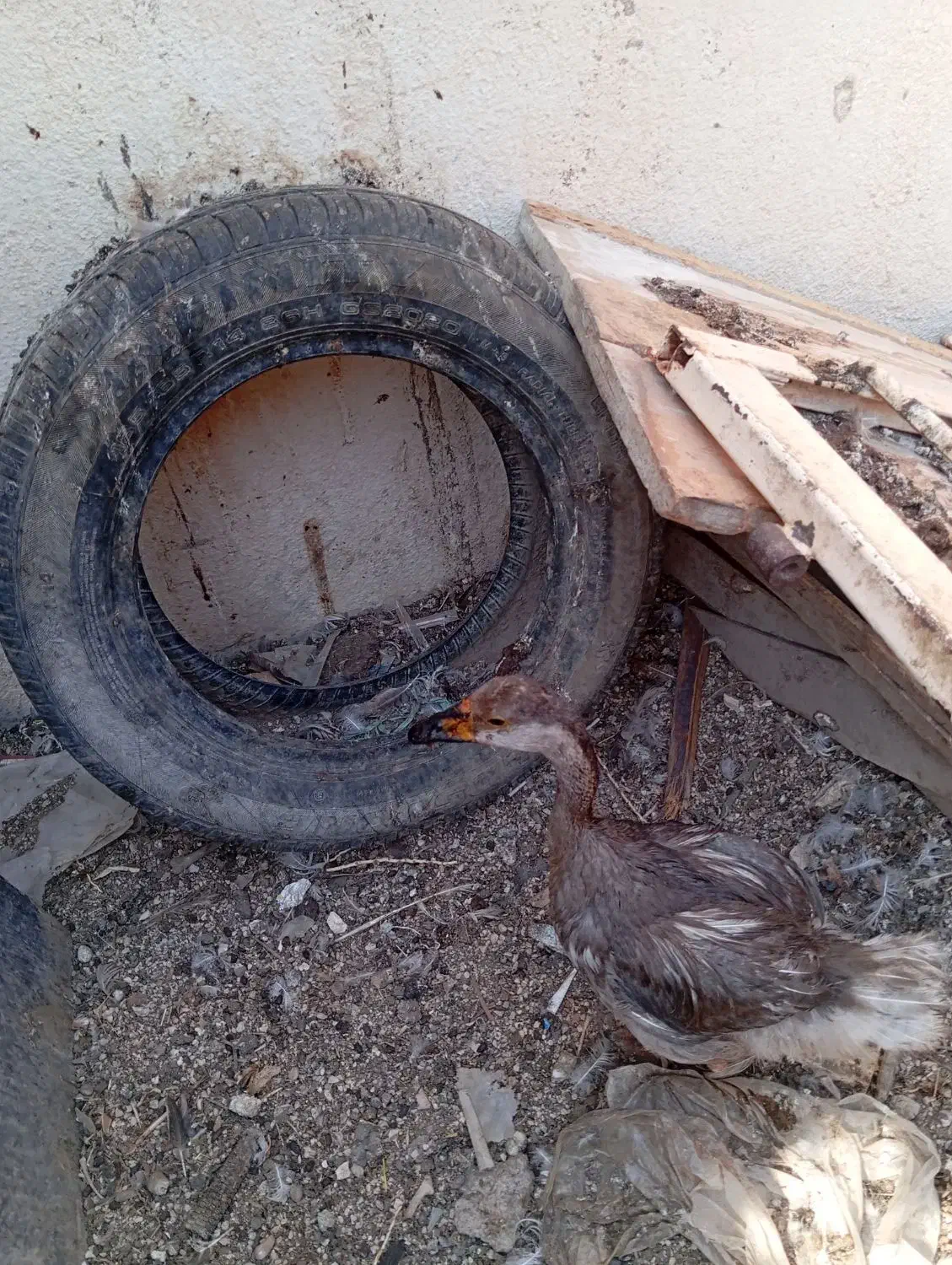 سلام یک عدد قوغاز|حیوانات مزرعه|چمران, |دیوار