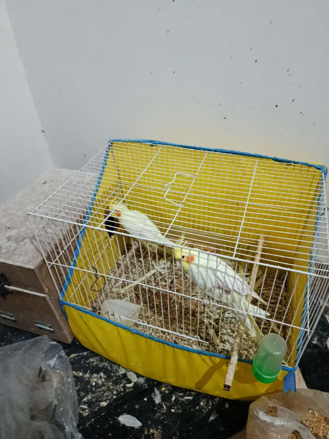 عروس هلندی|پرنده|شاهرود, |دیوار