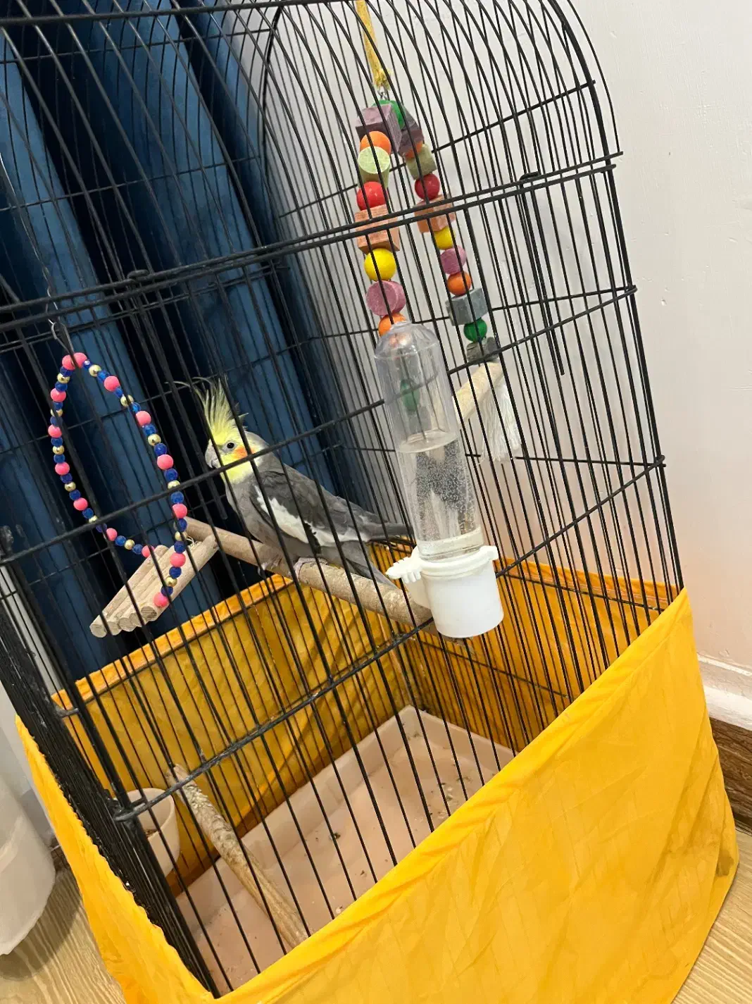 عروس هلندی|پرنده|کیاشهر, |دیوار