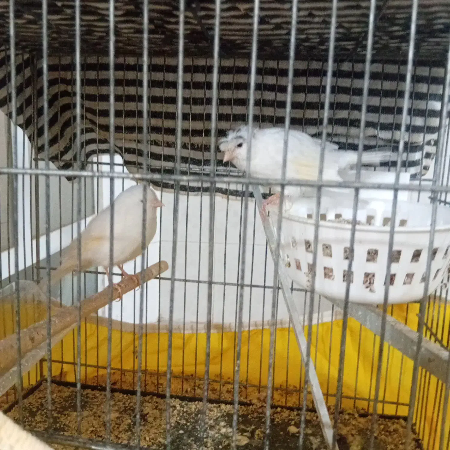 قناری|پرنده|اشکذر, |دیوار