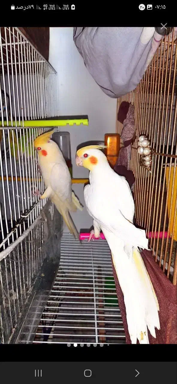 فروش استثنایی بلک فرایدی عروس هلندی|پرنده|تربت جام, فاز ۱ فرهنگیان|دیوار