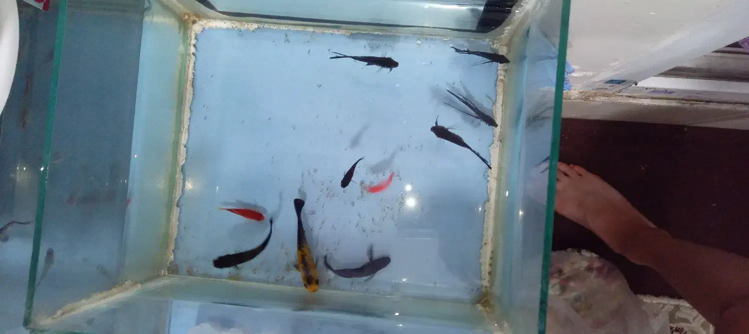 ماهی با آکواریوم و لوازم|ماهی|چهاردانگه (تهران), |دیوار