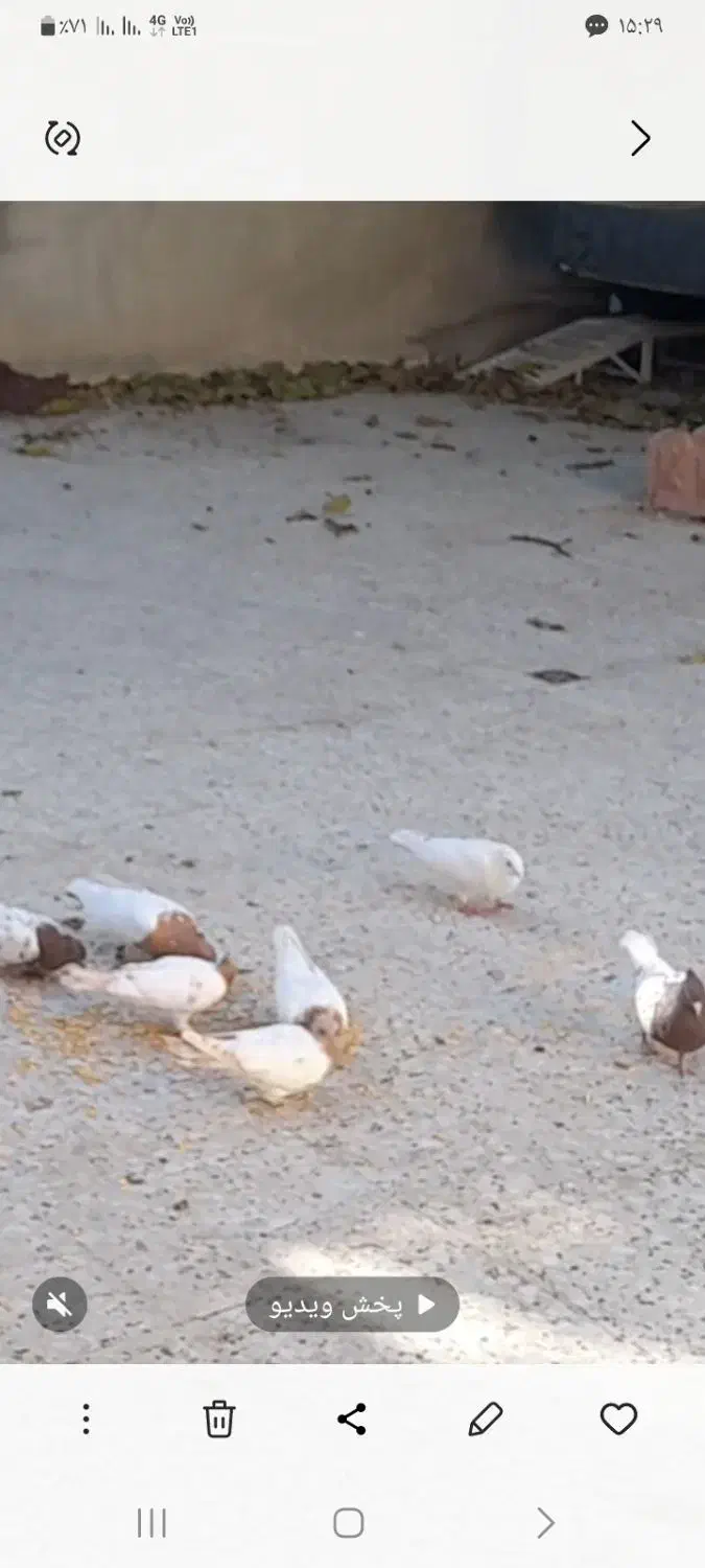 فروش کبوتررنگی فقط کله ای|پرنده|سمیرم, |دیوار