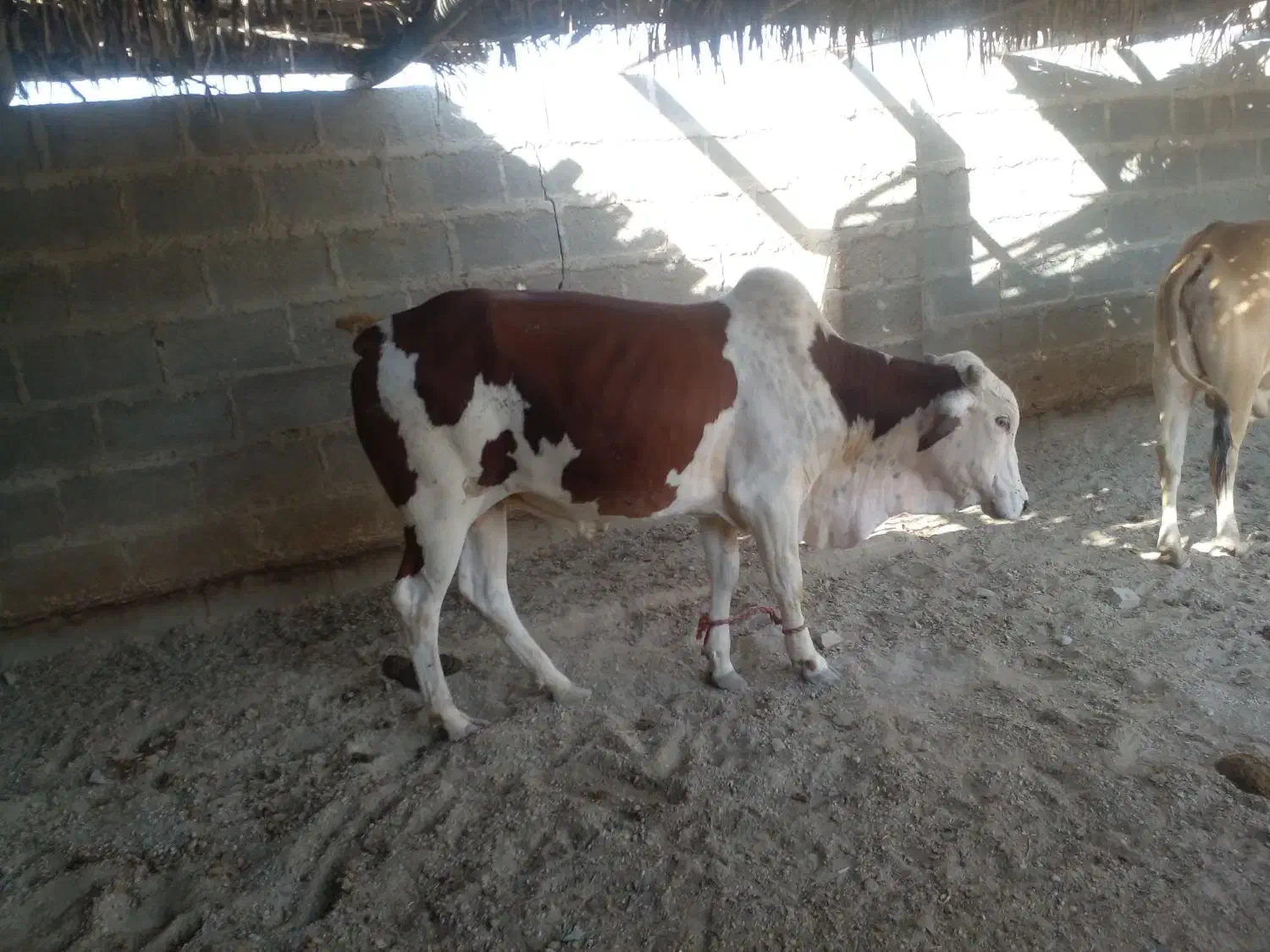 نرگاو بزرگ برای کشتار چاق و تمیز سرحال|حیوانات مزرعه|سیریک, |دیوار