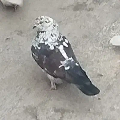 یک عدد کفتر گم شده|حیوانات|کوهدشت, |دیوار