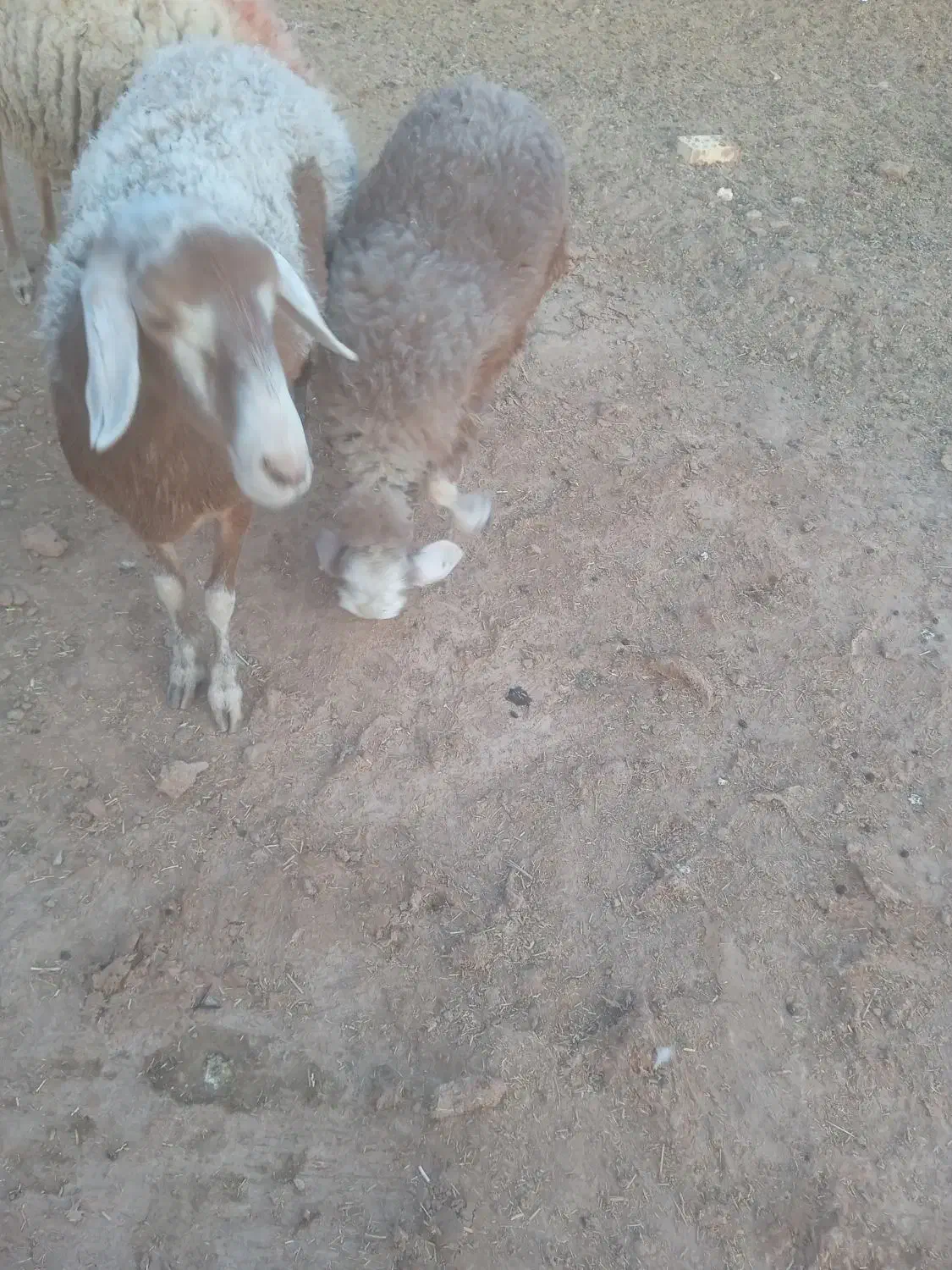 گوسفند‌تخمی‌جوان‌بابره350000|حیوانات مزرعه|تربت جام, باغ سنگان سفلی|دیوار