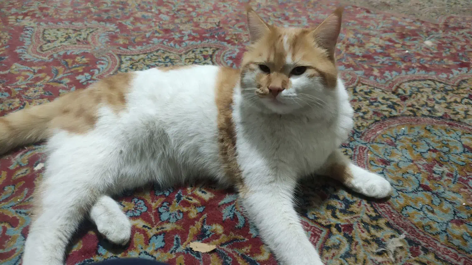 واگذاری حیوان خانگی|گربه|کرمان, |دیوار