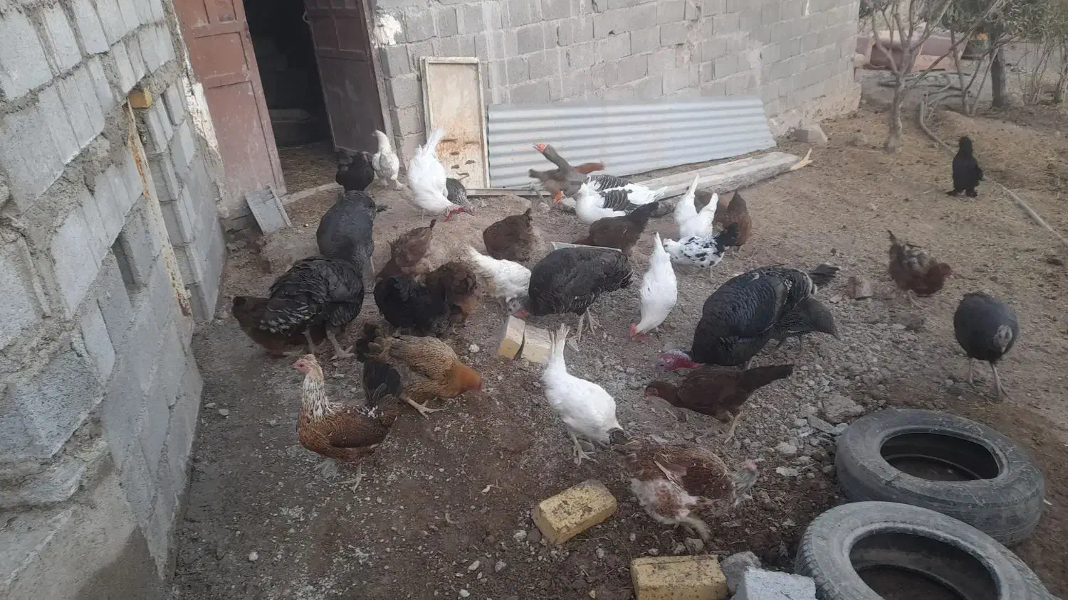 25تا مرغ و۵ تا بقلمو و2تا غاز|حیوانات مزرعه|قزوین, |دیوار