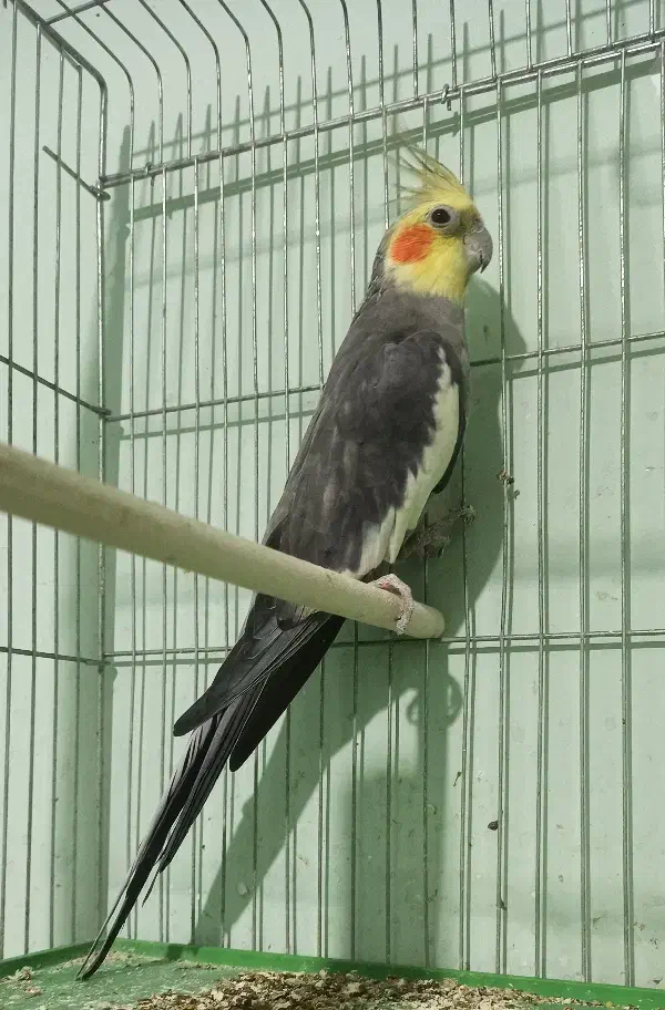 عروس هلندی نر کار داده|پرنده|کازرون, |دیوار