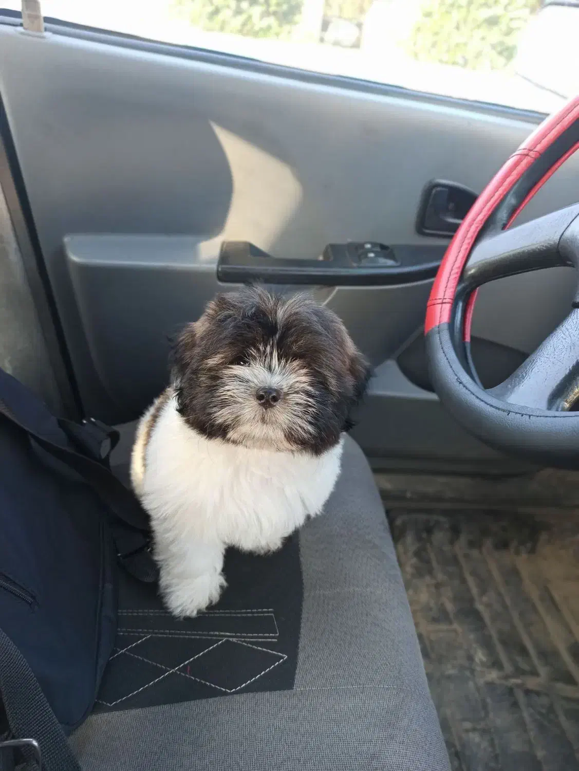 توله سگ|سگ|ماکلوان, |دیوار