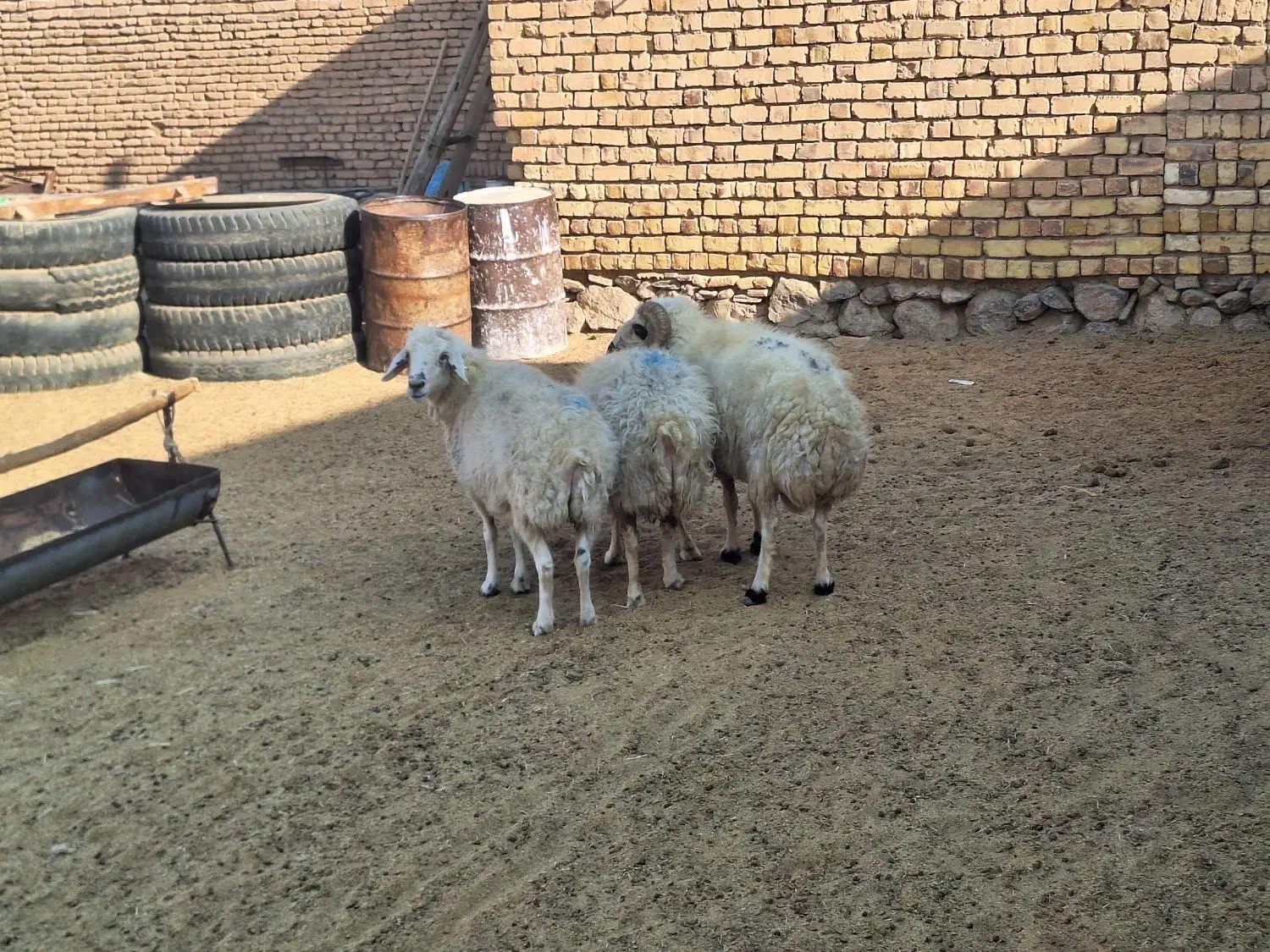 میش جوان|حیوانات مزرعه|فولادشهر, زاینده رود|دیوار