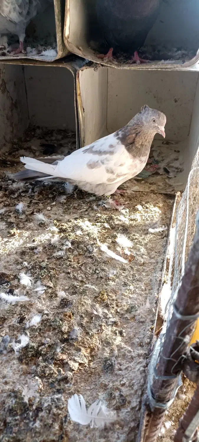 سینه سوسنی طوقی سوسنی|پرنده|مرودشت, استادیوم‎|دیوار