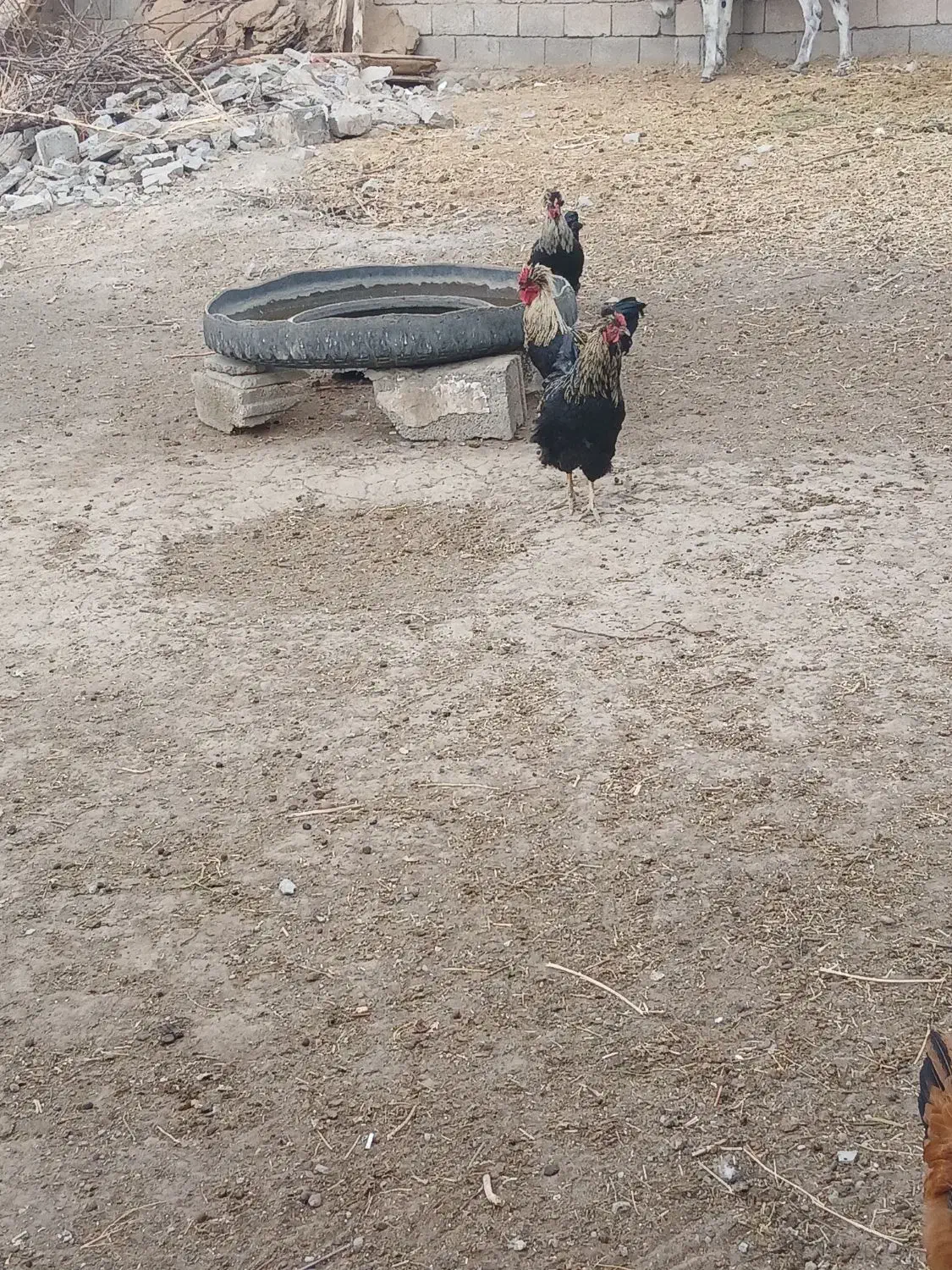 دوتا خروس جوان بفروش میرسد|حیوانات مزرعه|خواجه, |دیوار