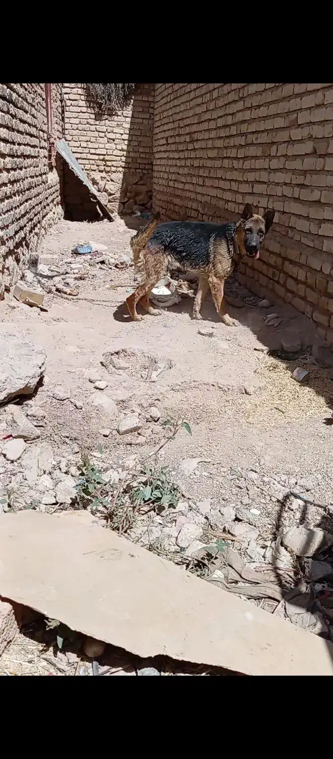 ژرمن شپرد|سگ|ششده و قره بلاغ, |دیوار