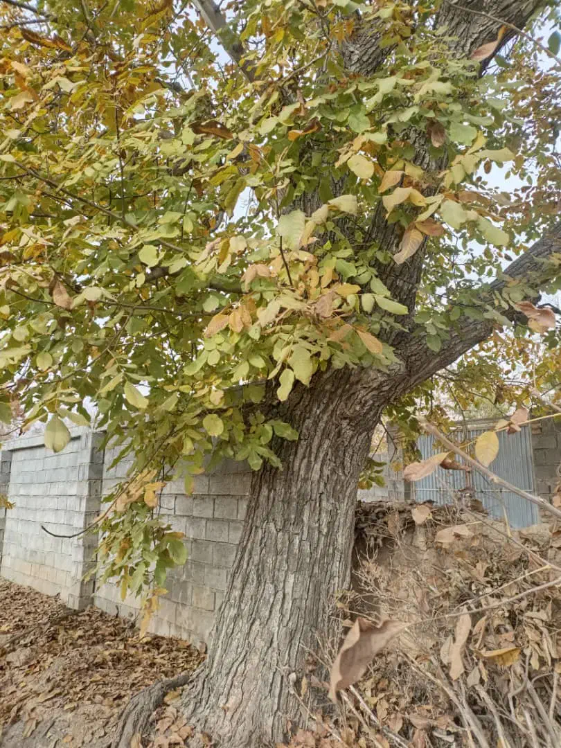 فروش چوب گردو|گل و گیاه طبیعی|سیدان, |دیوار