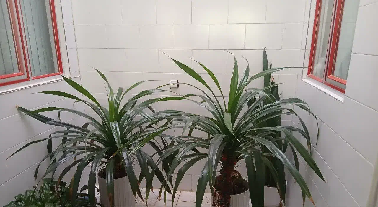 گل ..|گل و گیاه طبیعی|کرمانشاه, |دیوار