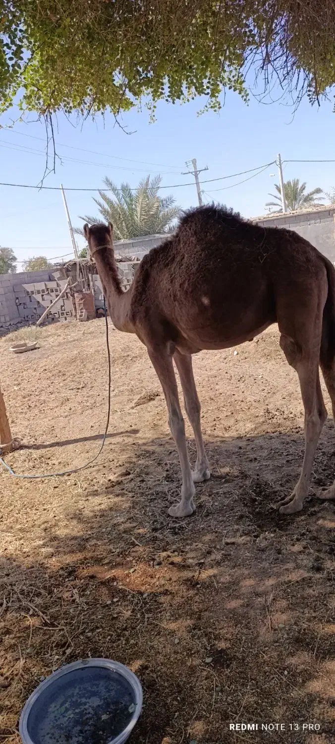 شتر نر آرام دوساله|حیوانات مزرعه|شمیل, |دیوار