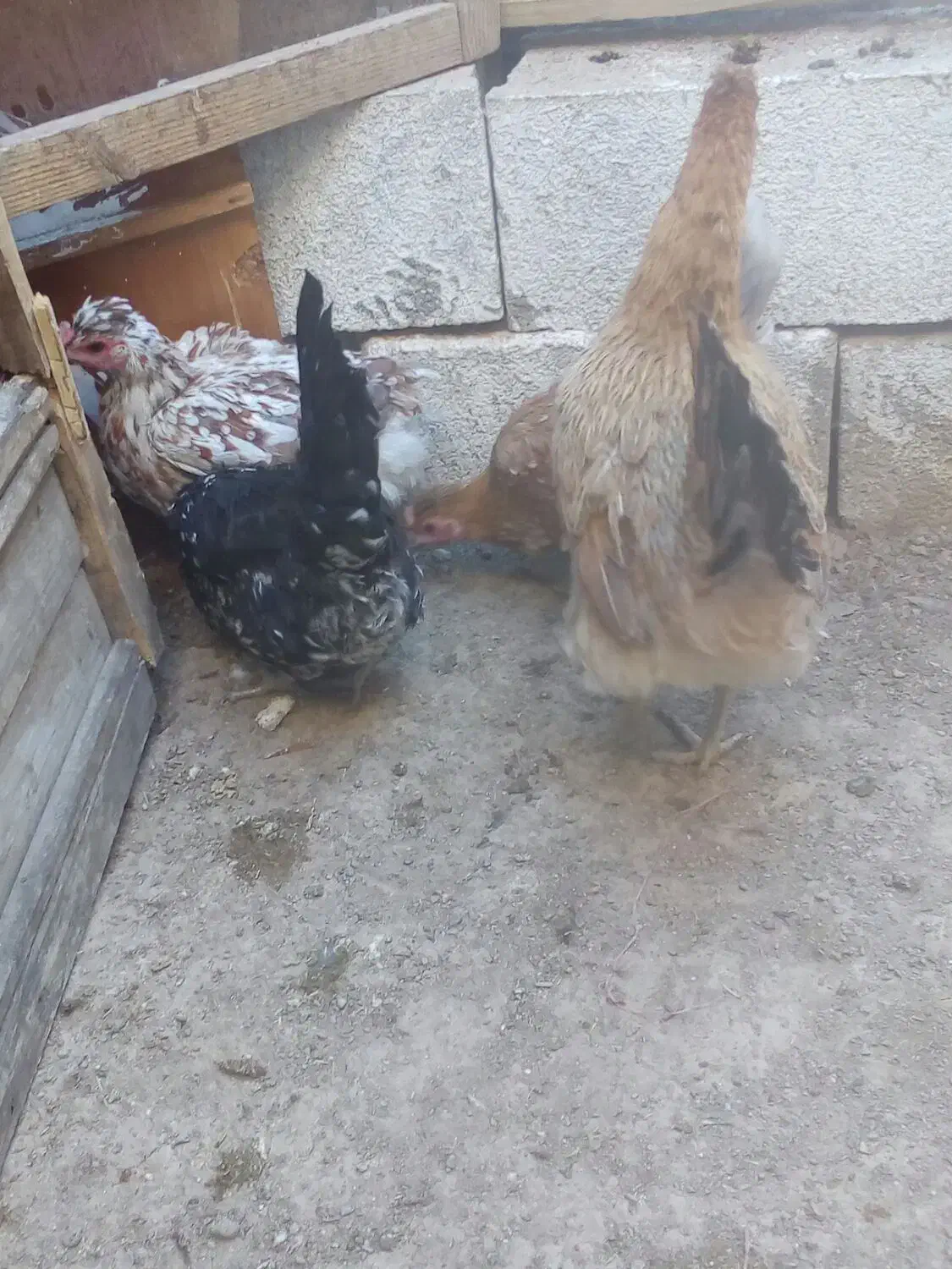 مرغ لری اصیل|حیوانات مزرعه|شهرضا, |دیوار