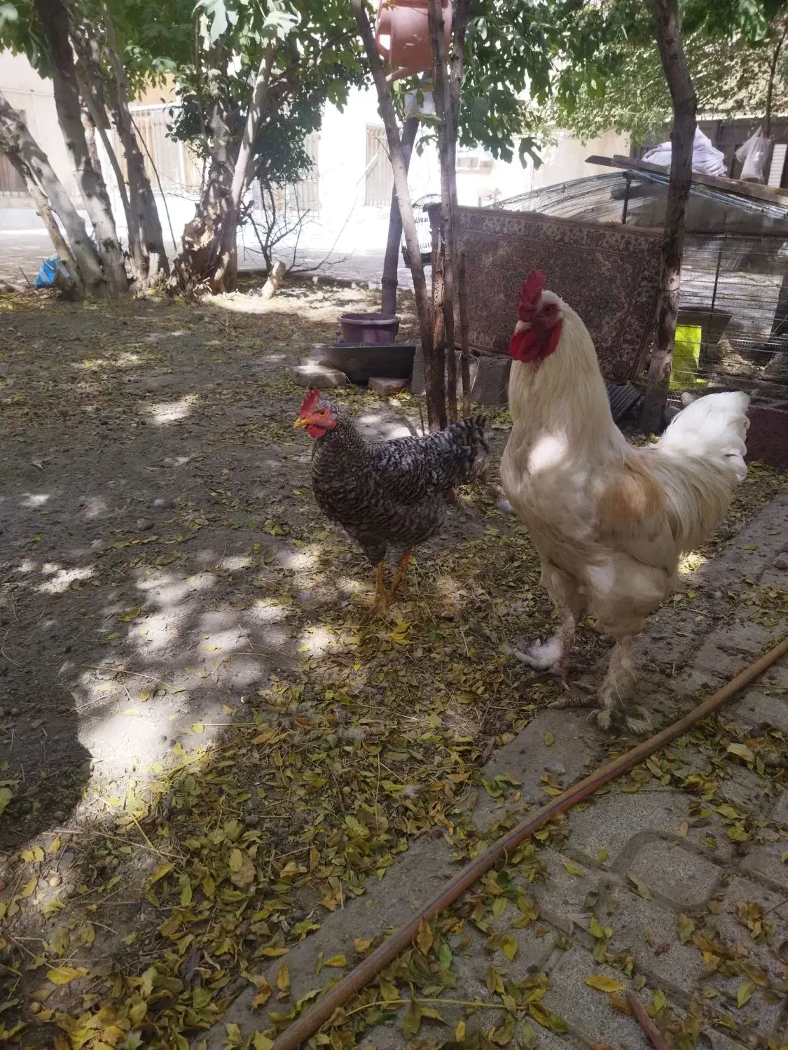 ۲ تا خروس سالم و سرحال|حیوانات مزرعه|مشهد, جنت|دیوار