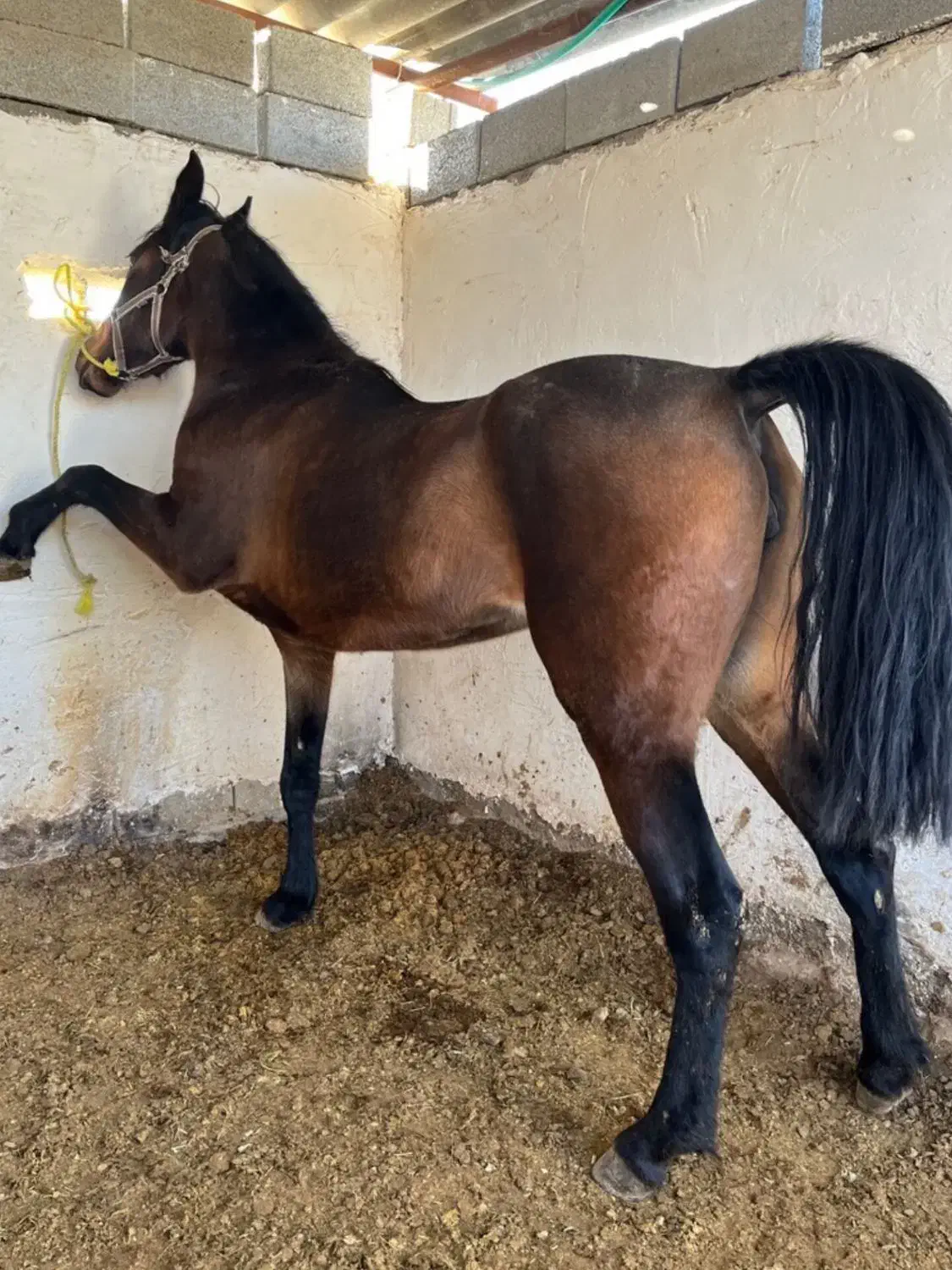 کره اسب مادیون شش دانگ|اسب و تجهیزات اسب‌سواری|فسا, |دیوار