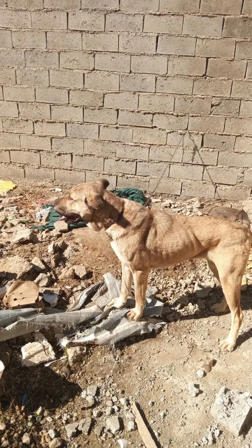 سگ سرابی|سگ|میاندوآب, |دیوار