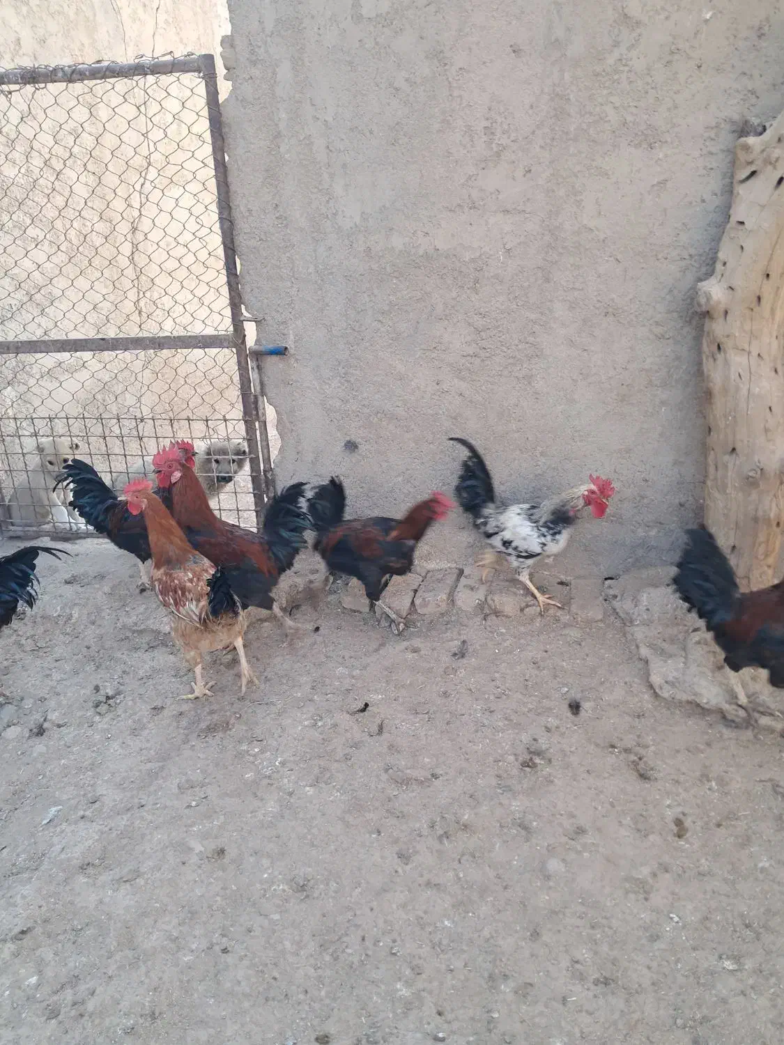 فروش خروس محلی|حیوانات مزرعه|پاکدشت, پاکدشت (مامازند)|دیوار