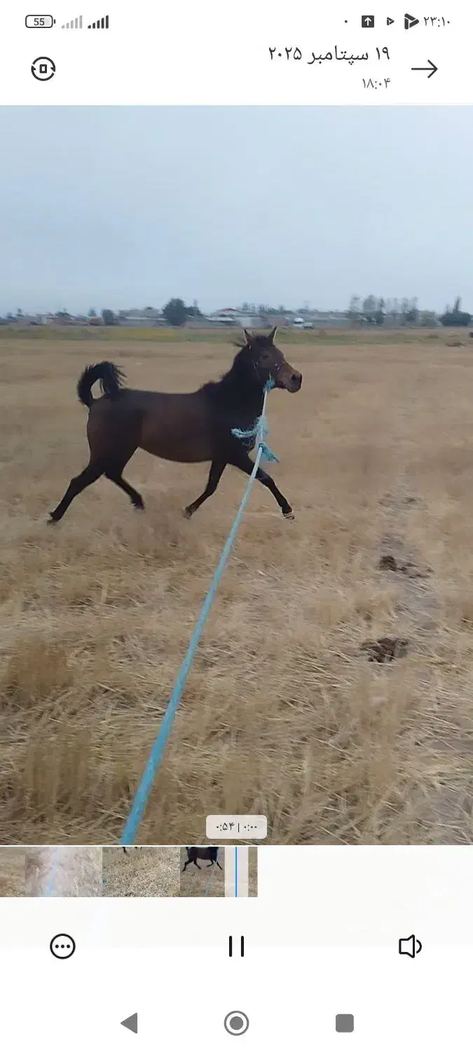 اسب مادیان ۳ساله|اسب و تجهیزات اسب‌سواری|اردبیل, |دیوار