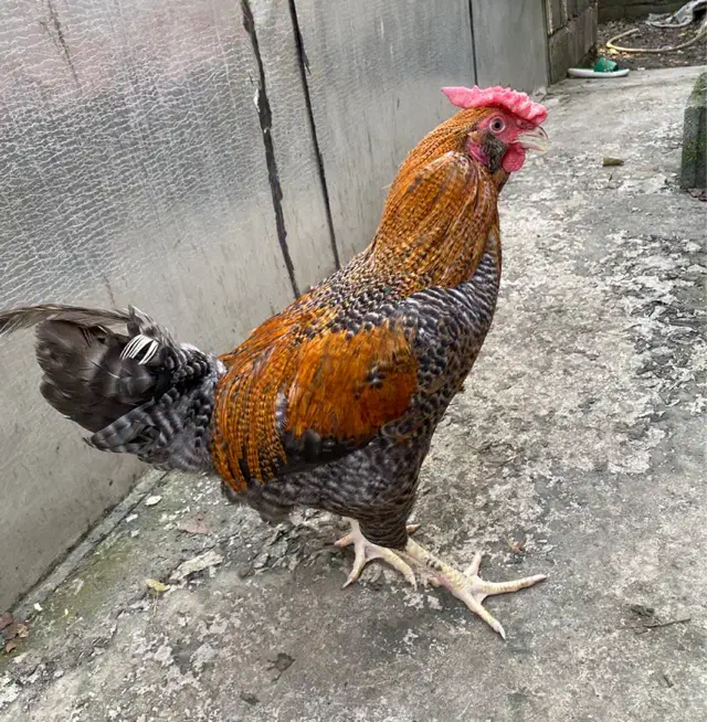 خروس دو رگ چهل تاج|حیوانات مزرعه|آمل, |دیوار