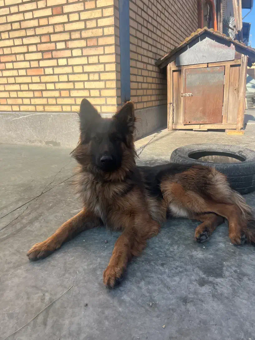 سگ نر ، ۲/۵ ساله ژرمن خالص|سگ|قرچک, شهرک صنعتی قرچک|دیوار