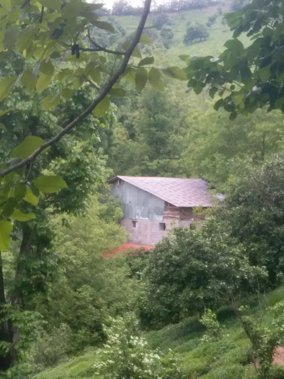 دامداری فوری فوری|فروش دفتر صنعتی، کشاورزی، تجاری|کلاچای, |دیوار