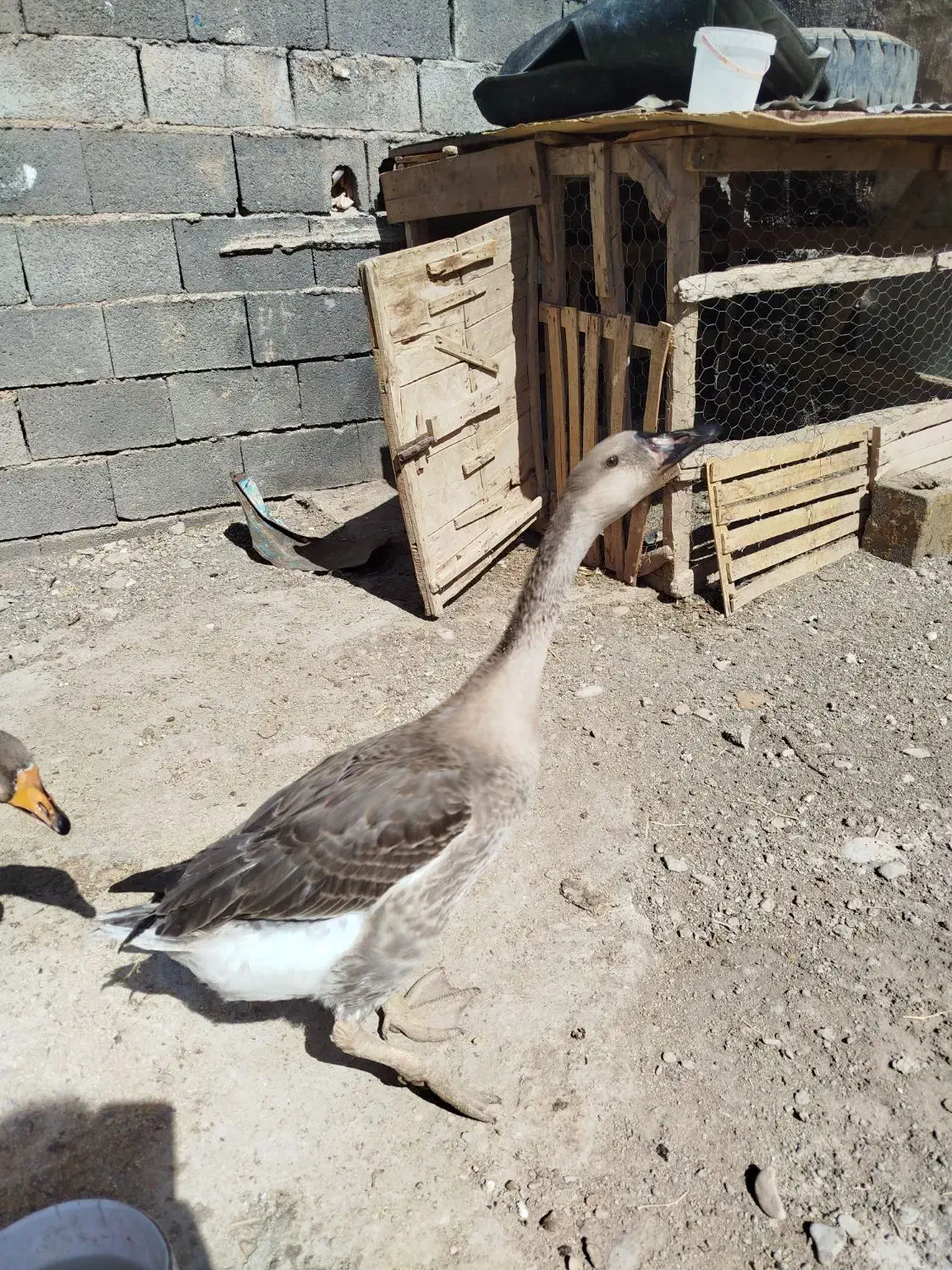 غاز|حیوانات مزرعه|نیشابور, مازول|دیوار