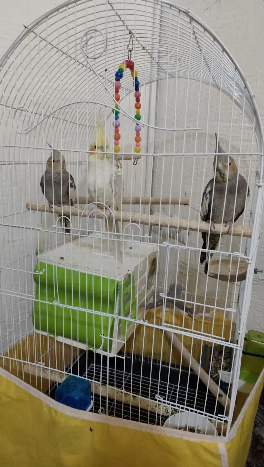 3 عدد عروس هلندی|پرنده|رباط‌کریم, مسکن مهر آبشناسان|دیوار