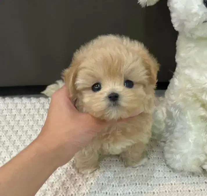 تدی|سگ|بندرعباس, |دیوار