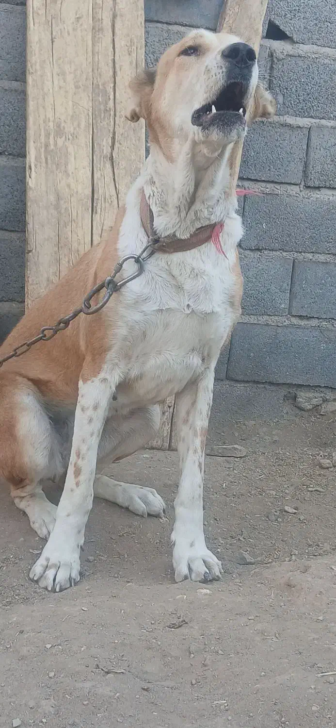 توله ماده خراسانی|سگ|زرندیه, |دیوار