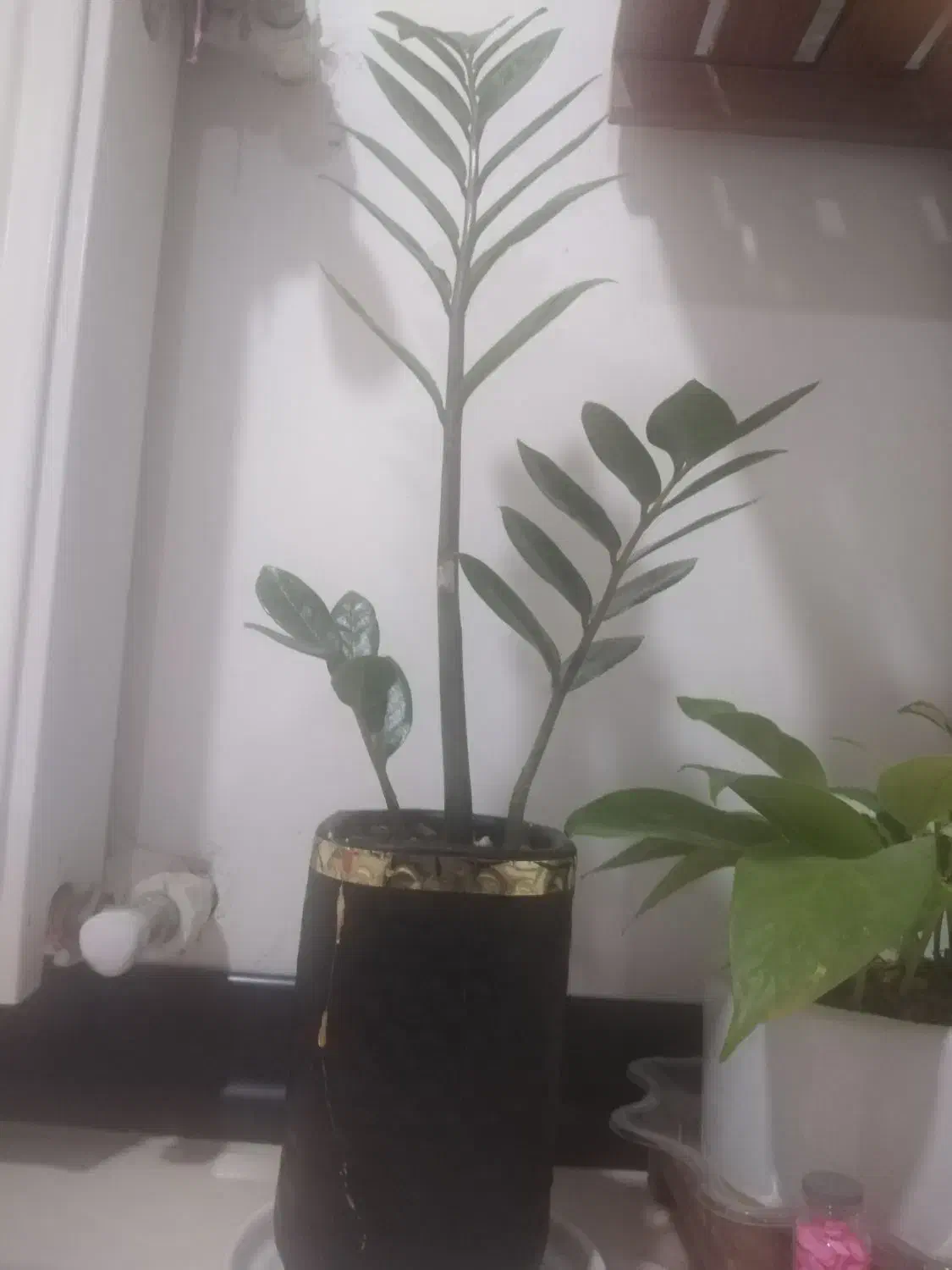 تعویض گل آپارتمانی با پرنده خونگی یا ماهی اکواریمی|گل و گیاه طبیعی|کهریزک, |دیوار