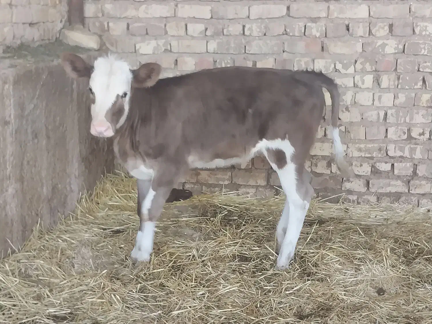 گاو گوساله ماده گوساله نر نوبر|حیوانات مزرعه|مرودشت, کناره|دیوار