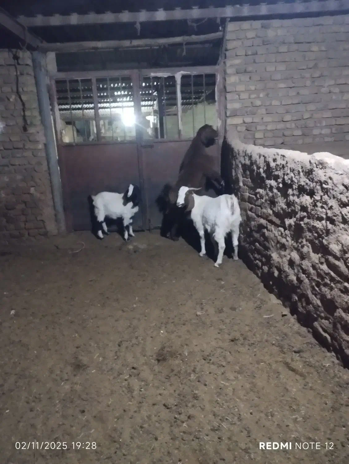 بزغاله ماده اوست|حیوانات مزرعه|تربت جام, شهرک آزادگان|دیوار