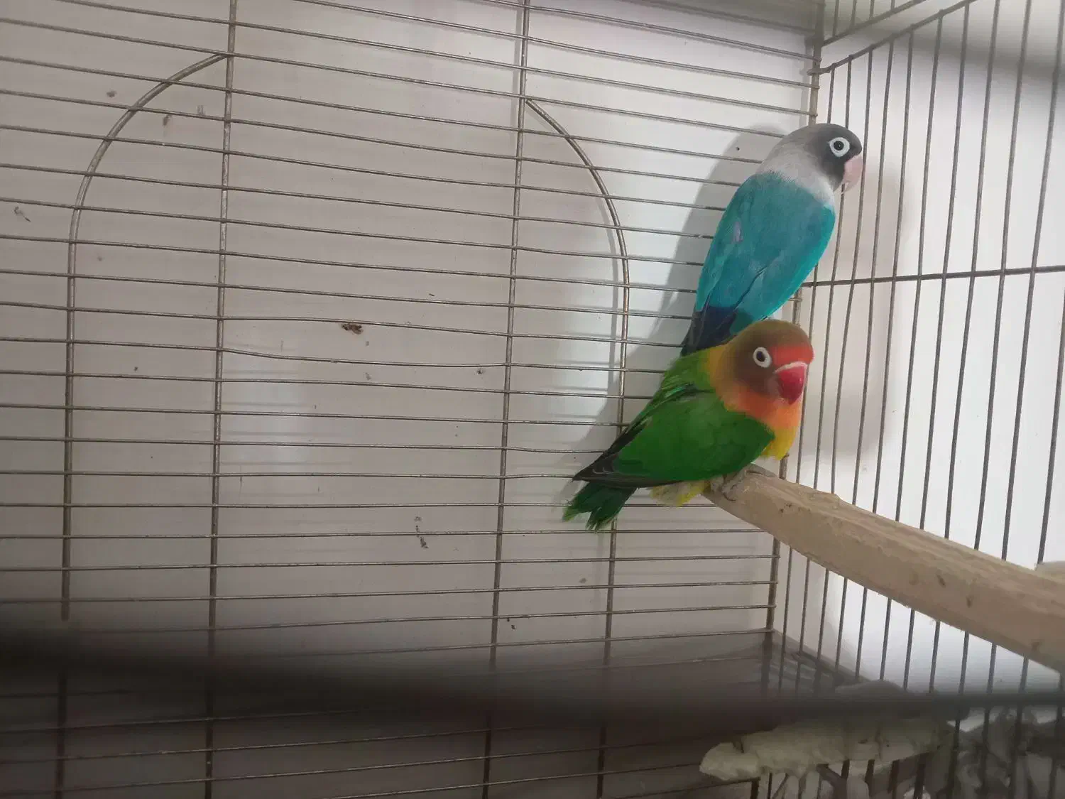 طوطی برزیلی|پرنده|پاکدشت, شهرک امام رضا|دیوار