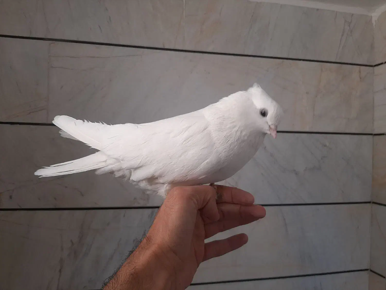 سفید کاکلی|پرنده|بسطام, |دیوار