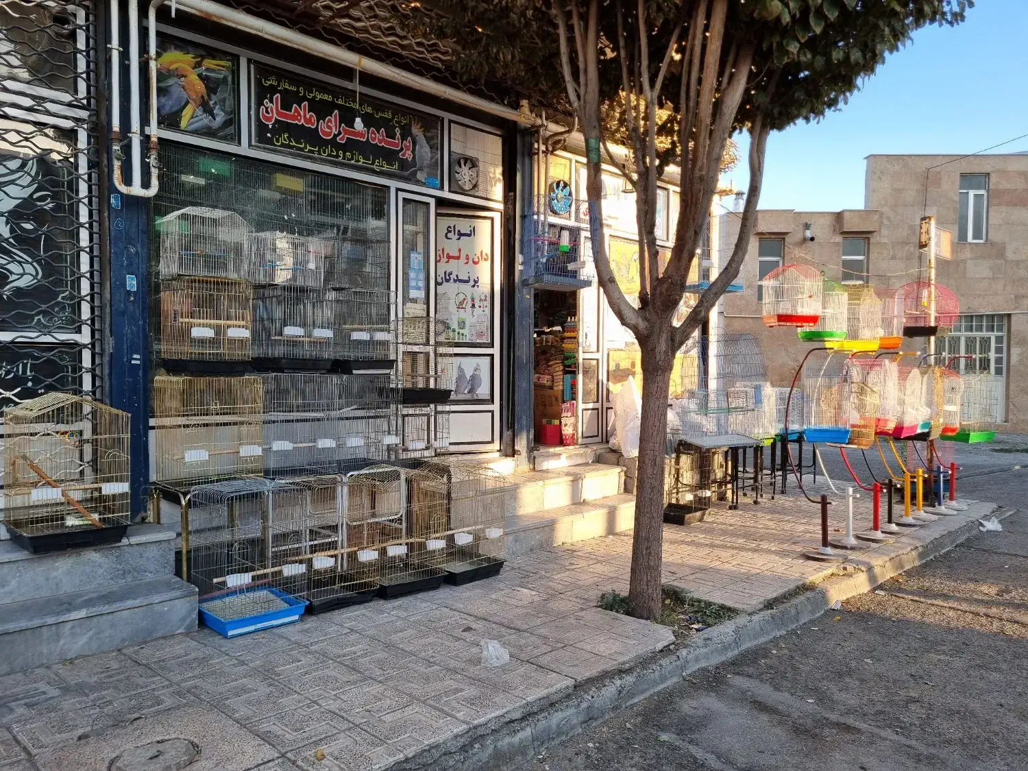 پرنده های زینتی اباذری انواع طوطی ها|پرنده|خوی, |دیوار