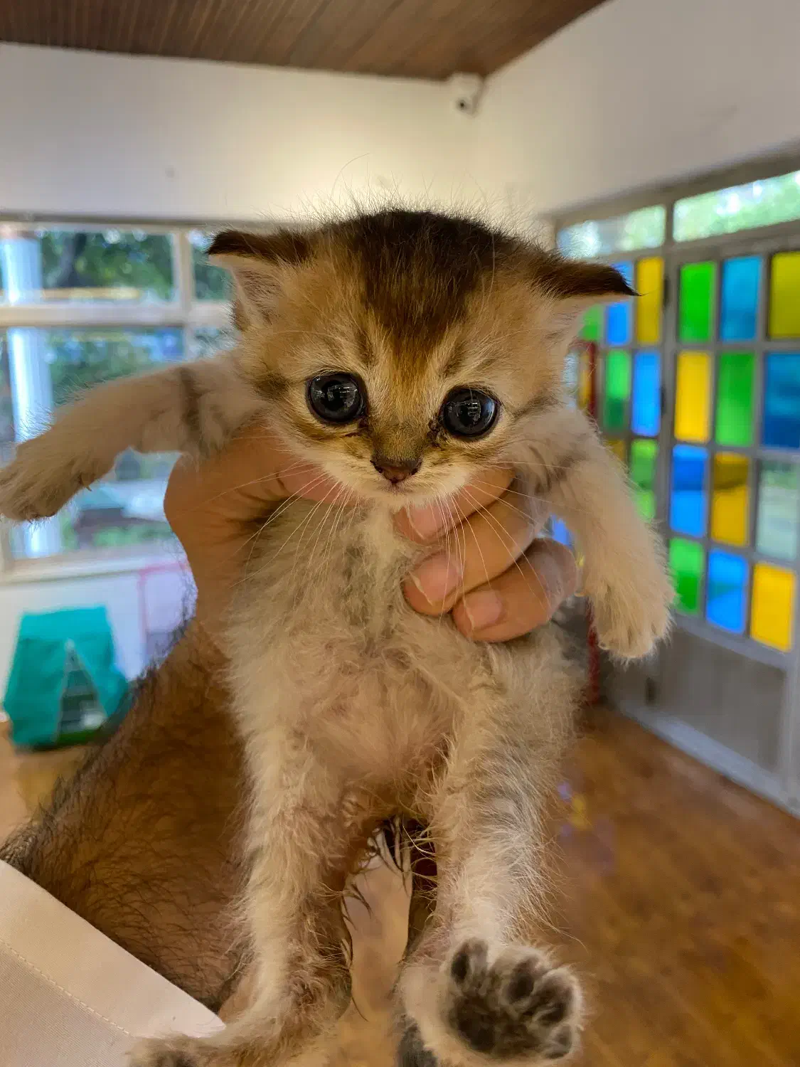 گربه اسکاتیش خوشگل|گربه|نوشهر, |دیوار