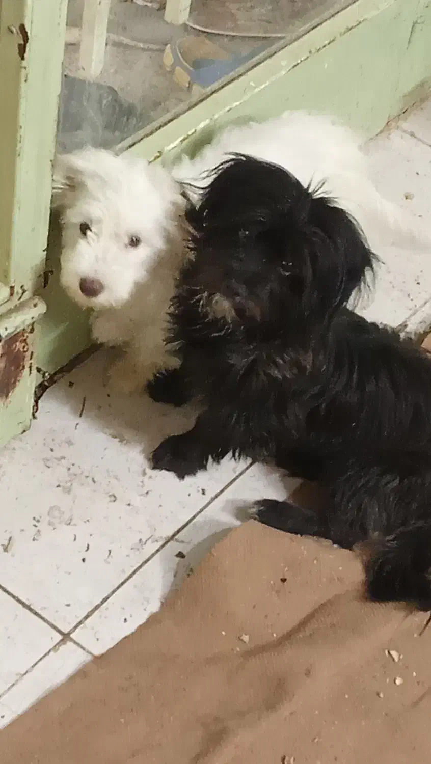 سگ سیاه|سگ|شهرضا, |دیوار