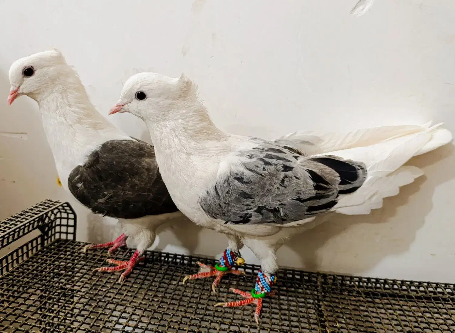 کبوتر پشتی هفترنگ معاوضه با جوجه گیرینچیک|پرنده|مشهد, انقلاب|دیوار