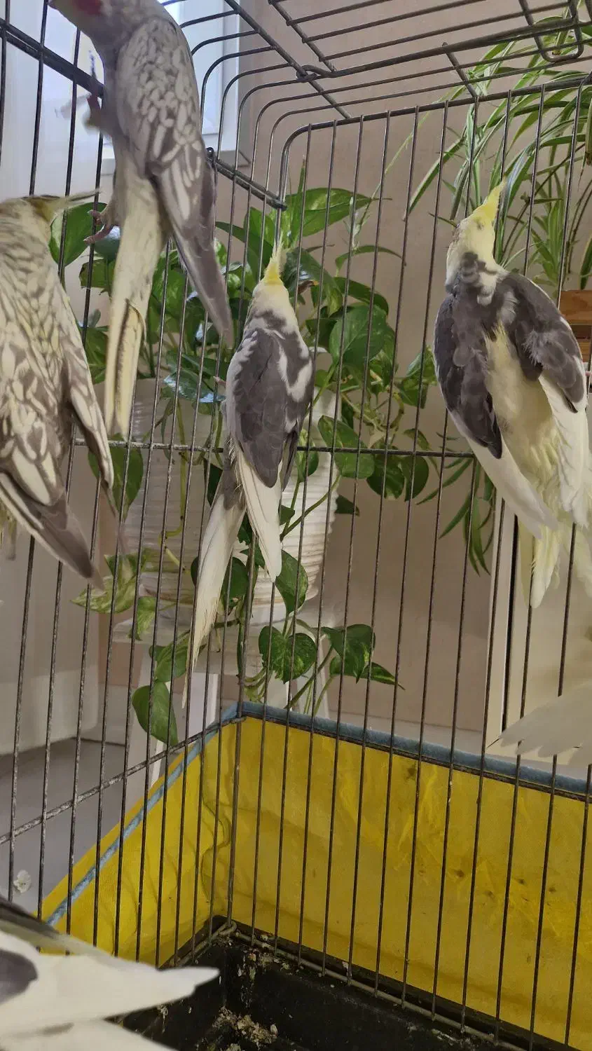 عروس هلندی|پرنده|هشتگرد, هیو|دیوار