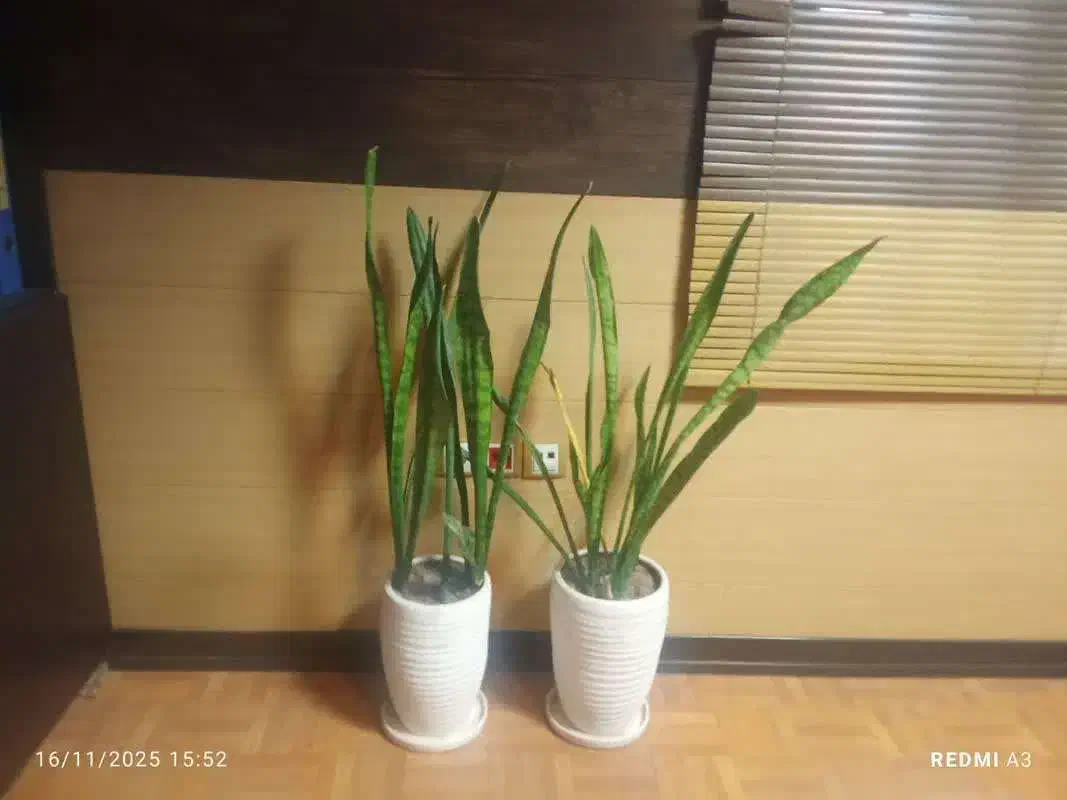 آگهی استخدام|استخدام سرایداری و نظافت|ساوه, |دیوار