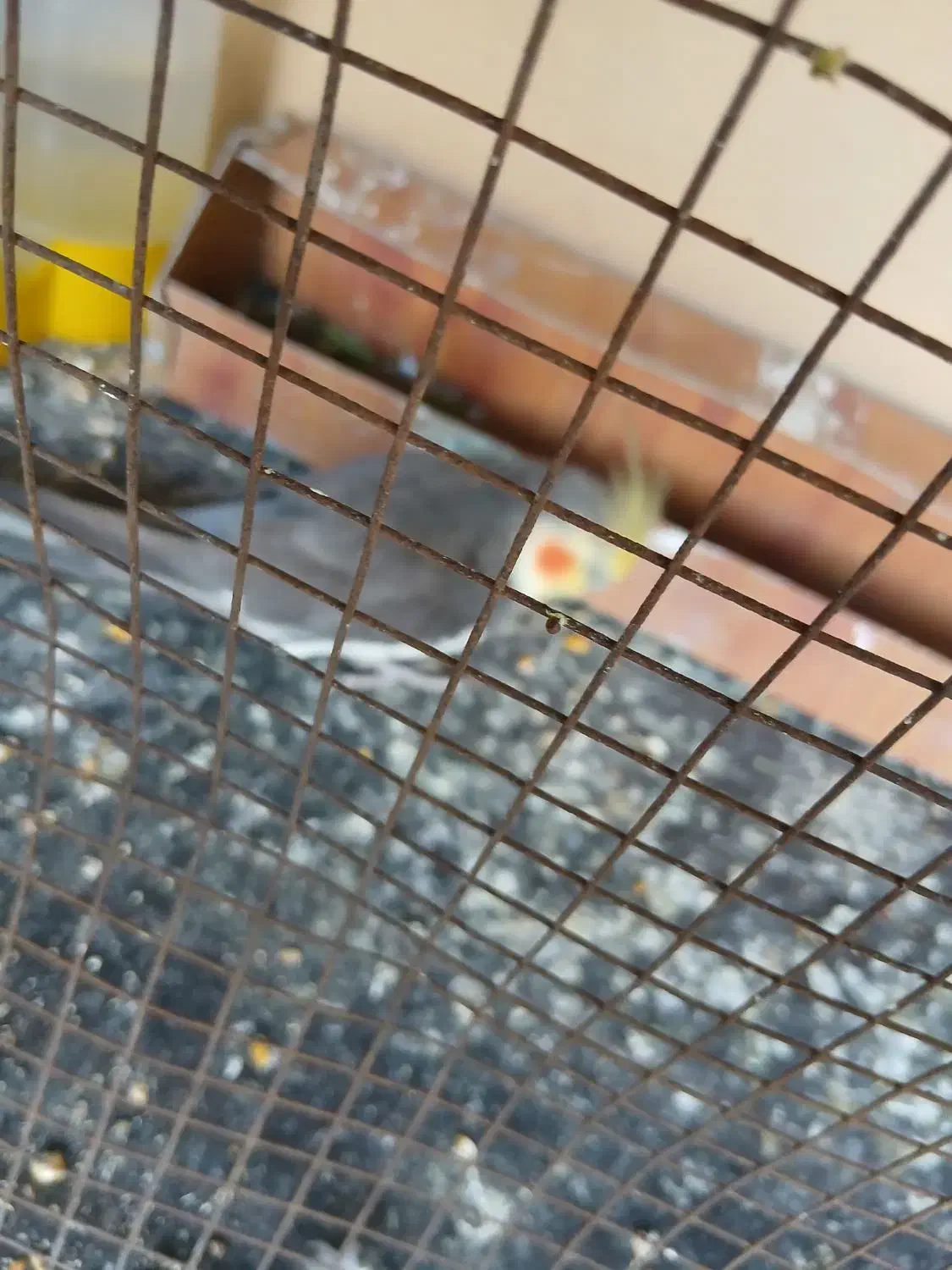 عروس هلندی|پرنده|بندر گناوه, |دیوار