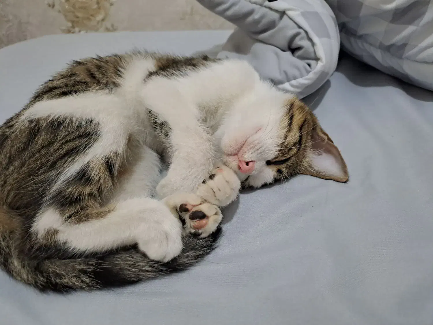 گربه رایگان|گربه|اسلامشهر, شهرک قائمیه|دیوار