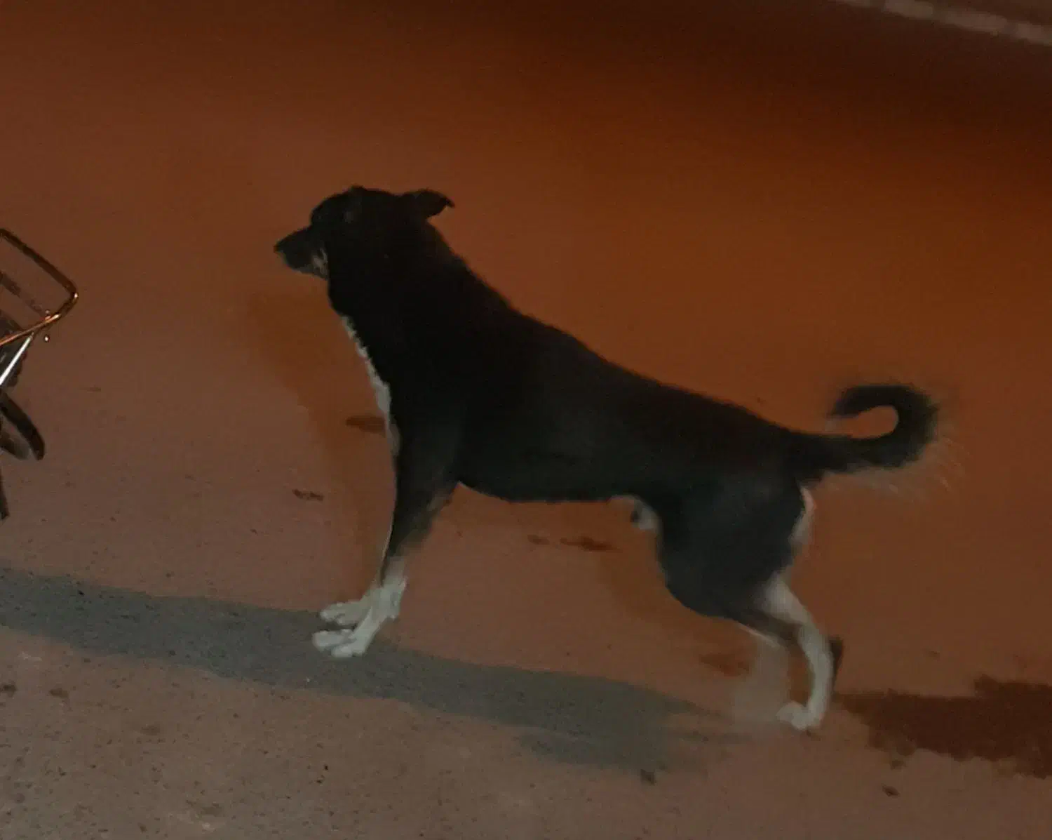 یک عددسگ|سگ|بروجرد, |دیوار