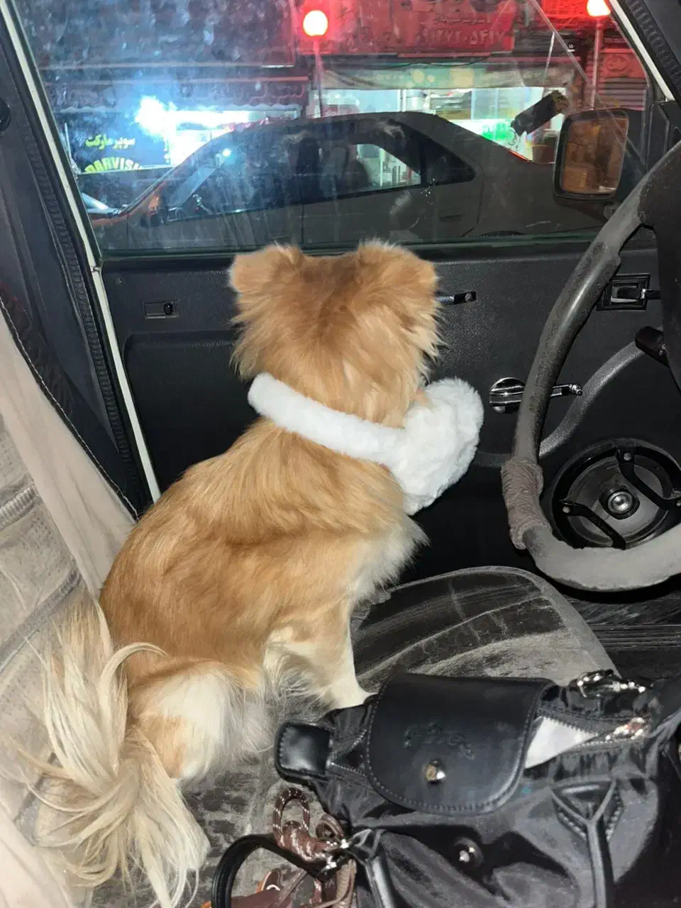 فروشی|سگ|تهران, استخر|دیوار